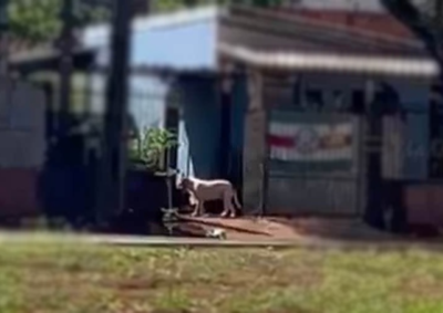 Segundo den&uacute;ncias, cachorro circula livre pelo bairro e j&aacute; teria atacado pessoas e outros animais.