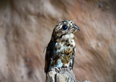 Ave resgatada com fratura na asa passou por procedimento especializado no Parque das Aves, que auxilia na recupera&ccedil;&atilde;o do voo e evita novas les&otilde;es.