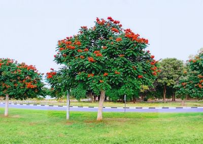 Plantio da &aacute;rvore segue proibido por risco a abelhas e beija-flores; retirada exige justificativa e compensa&ccedil;&atilde;o ambiental.
