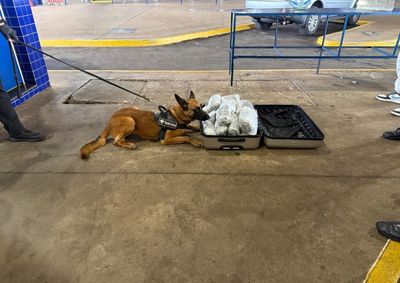 Brasileira transportava a droga em um ve&iacute;culo que entrava no pa&iacute;s. Agente canina Urla confirmou a presen&ccedil;a do entorpecente durante fiscaliza&ccedil;&atilde;o.