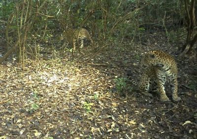 Nannacay apareceu pela primeira vez ao lado de um macho. Kaluan&atilde; &eacute; monitorado pelo projeto desde 2020.
