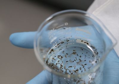 Nova etapa deve alcan&ccedil;ar mais de 140 mil moradores; antes da libera&ccedil;&atilde;o, CCZ pesquisa se popula&ccedil;&atilde;o conhece e aceita estrat&eacute;gia contra dengue.