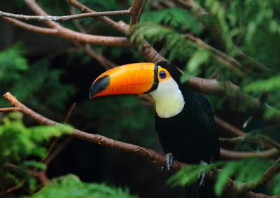 Dos oito ovos apreendidos no aeroporto, seis eclodiram no Parque das Aves e cinco filhotes sobreviveram; mulher responde em liberdade.