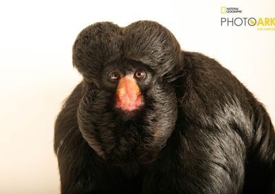 Cuxi&uacute;-de-nariz-branco vive no Zoo Park e foi retratado por Joel Sartore para projeto mundial que documenta esp&eacute;cies em risco