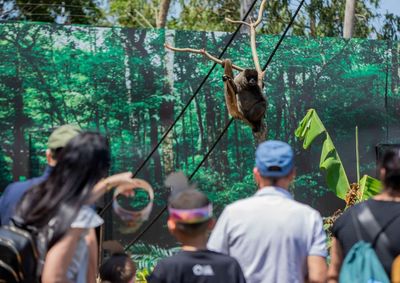 Campanha celebra participa&ccedil;&atilde;o de Gilmar, cuxi&uacute;-de-nariz-branco fotografado para projeto da National Geographic.