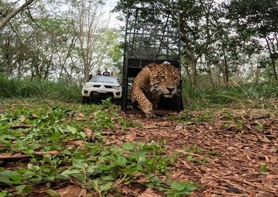 Tape'ỹ passou por tratamento veterin&aacute;rio, recebeu colar com GPS e agora ter&aacute; os deslocamentos acompanhados por pesquisadores.