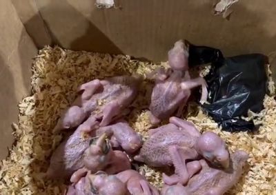 Filhote nasceu em plena fiscaliza&ccedil;&atilde;o da Receita Federal. Oito aves foram apreendidas e levadas ao Parque das Aves, em Foz do Igua&ccedil;u.