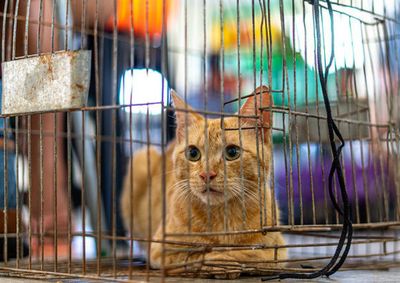 Manter gatos dentro de casa &eacute; a principal forma de preven&ccedil;&atilde;o contra doen&ccedil;a que pode ser transmitida dos animais para pessoas.