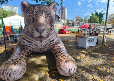 Projeto On&ccedil;as do Igua&ccedil;u montou exposi&ccedil;&atilde;o na Pra&ccedil;a da Paz e ter&aacute; equipe conversando com visitantes sobre conserva&ccedil;&atilde;o at&eacute; domingo (6).