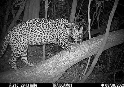 Manchita &eacute; filha de Kunumi, on&ccedil;a monitorada na regi&atilde;o de fronteira, e foi flagrada investigando sinais deixados por outra f&ecirc;mea na floresta.