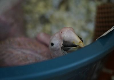 Aves est&atilde;o saud&aacute;veis e seguem sob acompanhamento em Foz do Igua&ccedil;u. Um filhote de papagaio resgatado no mesmo grupo morreu ap&oacute;s passar por cirurgias.