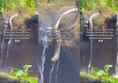 Serpente apareceu com boa parte do corpo &agrave; mostra durante visita ao atrativo; v&iacute;deo gravado por turista repercutiu nas redes sociais.