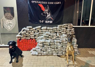 Volume apreendido pela Pol&iacute;cia Militar saltou de 7,7 para 25,4 toneladas e j&aacute; ultrapassou o total registrado em 2025.