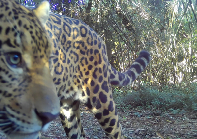 Animal foi registrado por c&acirc;meras de monitoramento do Projeto On&ccedil;as do Igua&ccedil;u. Sexo ainda n&atilde;o foi identificado pelos pesquisadores.