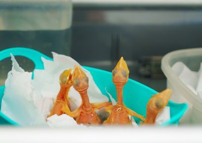 Aves recebem 11 alimenta&ccedil;&otilde;es por dia no Ref&uacute;gio Biol&oacute;gico de Itaipu; expectativa &eacute; que os demais ovos eclodam at&eacute; sexta-feira (30).