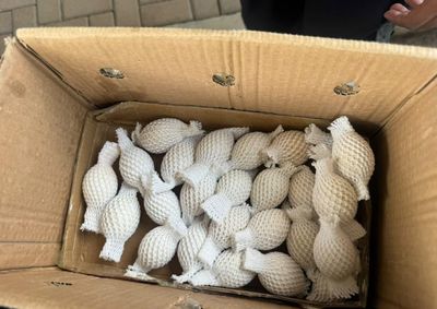 Casal de chineses transportava 32 ovos escondidos em jaquetas e incubadoras improvisadas; passageiros foram encaminhados &agrave; Pol&iacute;cia Federal.