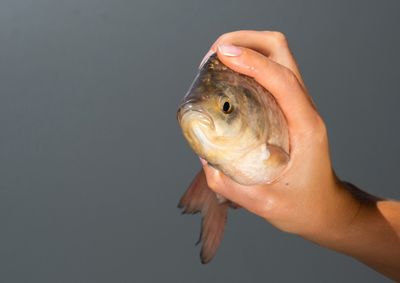 Medida come&ccedil;a em 2 de novembro para proteger os peixes durante a reprodu&ccedil;&atilde;o; h&aacute; exce&ccedil;&atilde;o para pescadores de subsist&ecirc;ncia autorizados.