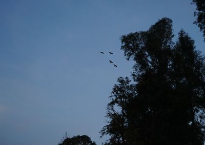 Moradores poder&atilde;o acompanhar a chegada das aves ao anoitecer. Na &uacute;ltima contagem, 557 papagaios foram registrados no local.