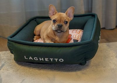 Al&eacute;m da hospedagem adaptada, os hot&eacute;is oferecem comodidades exclusivas para os pets em parceria com a Select Monello. 