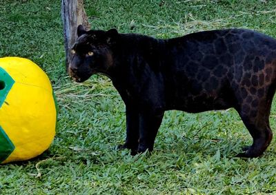 Atividades tem&aacute;ticas estimulam comportamentos naturais e contribuem para o bem-estar dos animais.