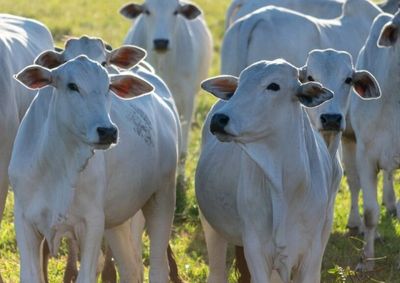 Todos os produtores que possuam animais, como bovinos, su&iacute;nos, equinos, ovinos, caprinos, aves e outras esp&eacute;cies, devem realizar a declara&ccedil;&atilde;o.