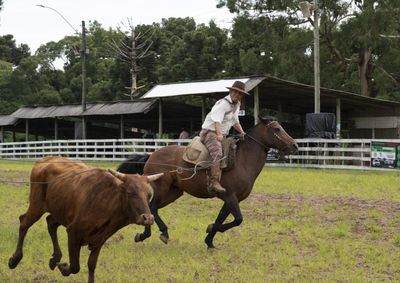 CTG Quer&ecirc;ncia celebra 71 anos preservando as tradi&ccedil;&otilde;es ga&uacute;chas e fortalecendo a cultura entre as novas gera&ccedil;&otilde;es.