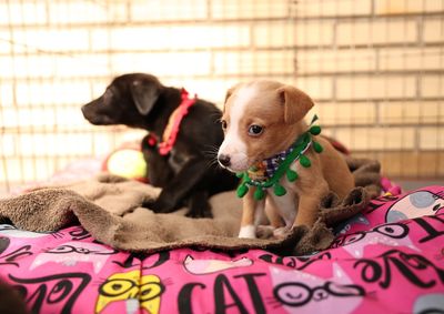 Das 9h &agrave;s 12h, o p&uacute;blico que participar das atividades tamb&eacute;m poder&aacute; conhecer os c&atilde;es abrigados pela Prefeitura de Canela que est&atilde;o dispon&iacute;veis para ado&ccedil;&atilde;o