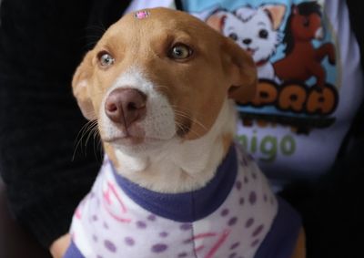 Durante os dois dias, a comunidade poder&aacute; conhecer os animais que est&atilde;o dispon&iacute;veis para ado&ccedil;&atilde;o e receber informa&ccedil;&otilde;es sobre o processo de ado&ccedil;&atilde;o.