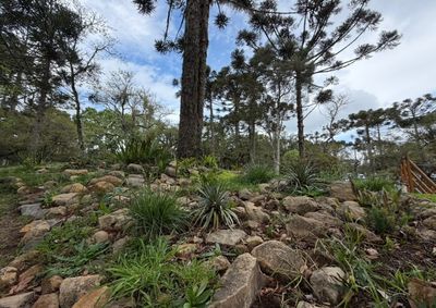 Projeto de conserva&ccedil;&atilde;o protege duas esp&eacute;cies de brom&eacute;lias amea&ccedil;adas de extin&ccedil;&atilde;o, agora expostas no Jardim Rupestre, em Canela.