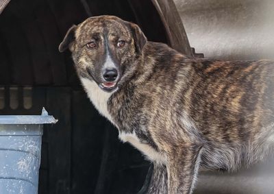 A programa&ccedil;&atilde;o acontece neste s&aacute;bado, dia 3 de outubro, das 13h30 &agrave;s 16h, em frente ao Hospital Veterin&aacute;rio &Aacute;lvaro Abreu.