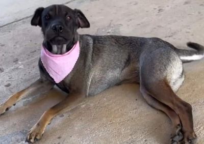 A cachorrinha Serena desapareceu pr&oacute;ximo da Igreja S&atilde;o Francisco