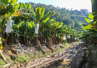 Outras esp&eacute;cies de banana j&aacute; foram extintas por causa de praga.