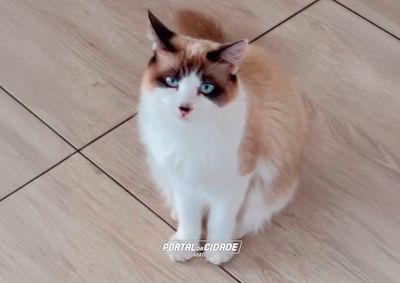 A Aurora &eacute; d&oacute;cil e o xod&oacute; da fam&iacute;lia, que oferece recompensa a quem ajudar a encontrar o animalzinho. 