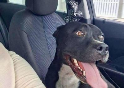 C&atilde;o macho j&aacute; foi encontrado, mas fam&iacute;lia continua em busca da f&ecirc;mea que fugiu ap&oacute;s port&atilde;o ser aberto pelo vento.