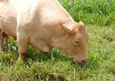 Os dois animais chegam ao munic&iacute;pio para promover o melhoramento gen&eacute;tico do rebanho local