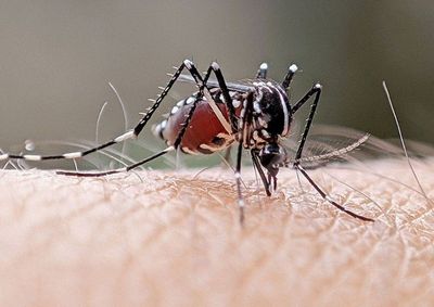 O levantamento epidemiol&oacute;gico detalha o panorama da doen&ccedil;a com 117 notifica&ccedil;&otilde;es de moradores