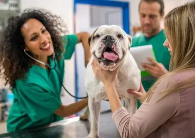 Consultas para c&atilde;es e gatos devem ser agendadas na sede da secretaria.