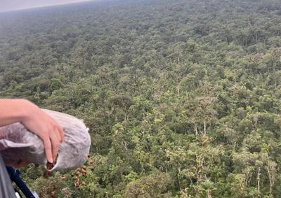A&ccedil;&atilde;o ambiental espalhou as sementes de helic&oacute;ptero em &aacute;reas atingidas por crimes.