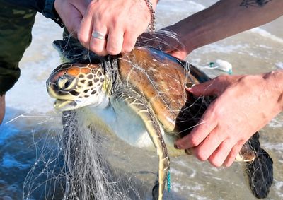 Tartaruga e peixes foram resgatados vivos durante a opera&ccedil;&atilde;o nesta quarta.
