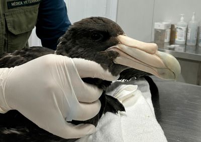 Petrel-grande foi encontrado debilitado por moradores e entregue aos cuidados da UFPR.