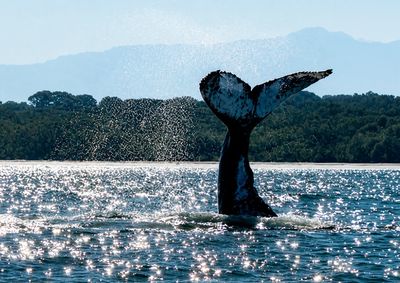 Esp&eacute;cie passa pela regi&atilde;o at&eacute; setembro. Monitoramento do LEC-UFPR acompanha a rota.