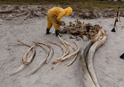 Animal encalhou em Pontal do Paran&aacute; e passar&aacute; a integrar acervo de museu.