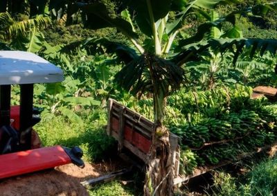 No dia 28 de julho, comemora-se no Brasil o Dia Nacional do Agricultor, data criada em 1960 