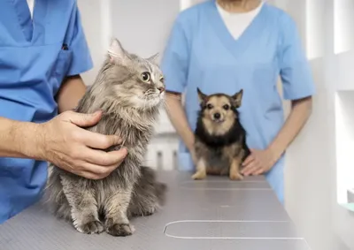 Mutir&atilde;o ser&aacute; exclusivo para pets que estavam na fila de espera; novos cadastros seguem abertos para as pr&oacute;ximas castra&ccedil;&otilde;es