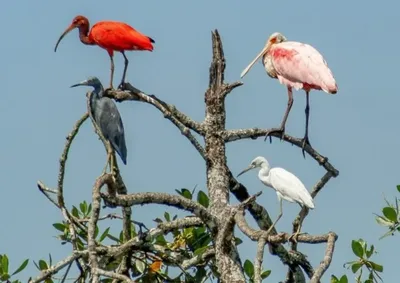 Imagem de Bruno Carlesse venceu o People&rsquo;s Choice Award 2026, do Mangrove Photography Awards, ao retratar a biodiversidade dos manguezais do munic&iacute;pio