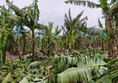 Temporal de 29 de julho atingiu 120 produtores rurais e provocou preju&iacute;zos estimados em mais de R$ 47,8 milh&otilde;es na agricultura