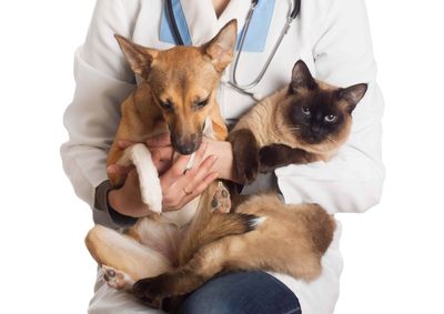 A&ccedil;&atilde;o ser&aacute; realizada nos dias 27, 28 e 29 de agosto e atender&aacute; primeiro os animais que j&aacute; est&atilde;o na lista de espera do Munic&iacute;pio