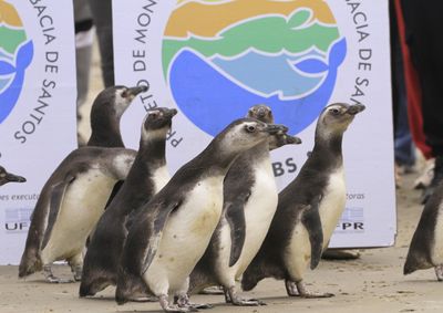 Animais foram resgatados no inverno e tratados pela equipe da UFPR.
