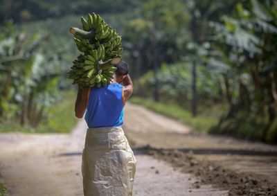 Banana permanece como principal produto da agropecu&aacute;ria municipal, enquanto camar&atilde;o e pescado ampliam participa&ccedil;&atilde;o no resultado de 2025