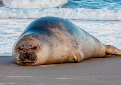 Segundo o LEC-UFPR, f&ecirc;mea adulta estava em boas condi&ccedil;&otilde;es e n&atilde;o precisava de interven&ccedil;&atilde;o; animal foi identificado por marcas no corpo